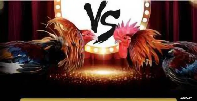 Đá Gà VNBET77 Trải Nghiệm Đấu Trường Thomo Kịch Tính Mỗi Ngày