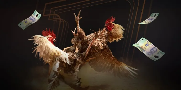 Đá Gà VNBET77 Trải Nghiệm Đấu Trường Thomo Kịch Tính Mỗi Ngày