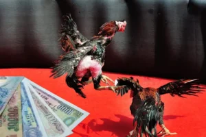 Hướng Dẫn Cách Chơi Đá Gà Sabong VNBET77 Thắng Lớn Mỗi Ngày